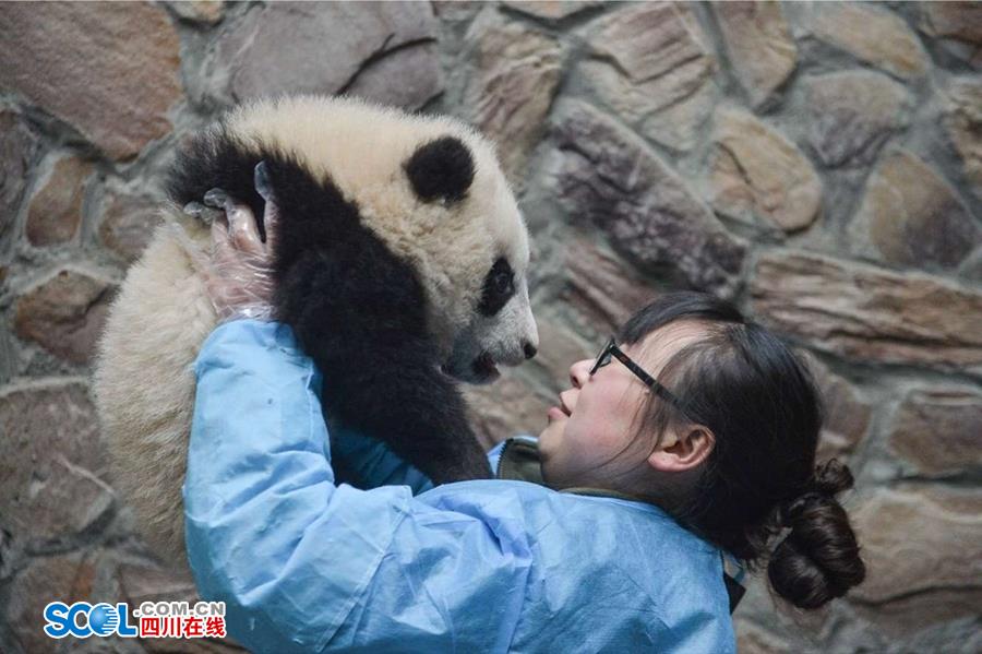 揭秘熊貓保姆工作 喂奶、陪耍視如己出（組圖）