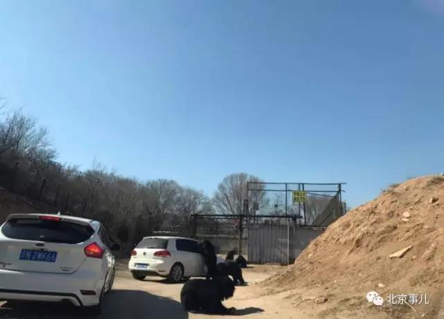 游覽轎車遭黑熊圍堵 熊爪伸進車內討要食物