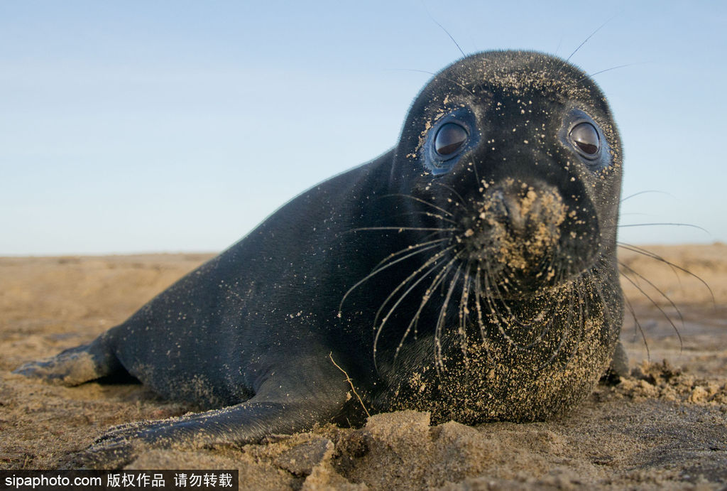 天生自帶賣萌屬性 盤點全球海豹們的蠢萌瞬間