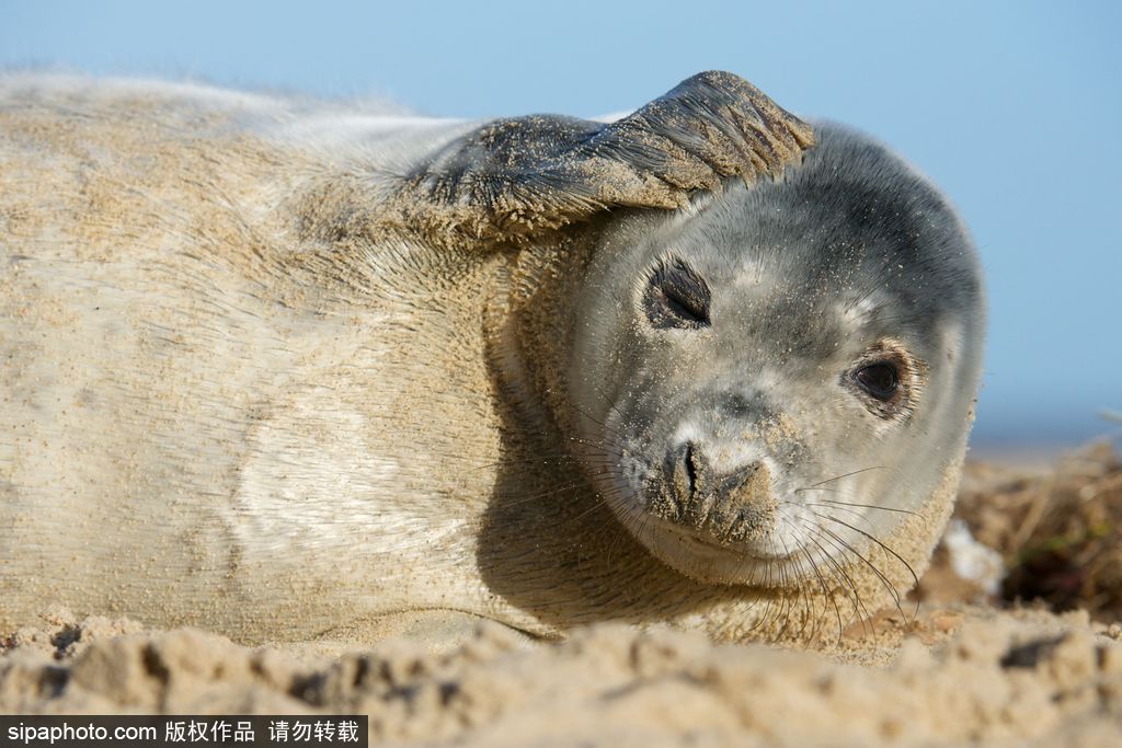 天生自帶賣萌屬性 盤(pán)點(diǎn)全球海豹們的蠢萌瞬間