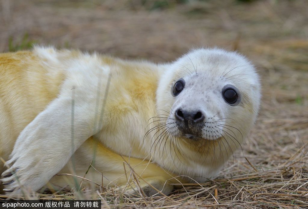 天生自帶賣萌屬性 盤點全球海豹們的蠢萌瞬間