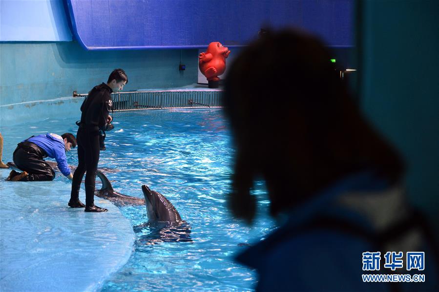 “海豚姑娘”的藍(lán)色追夢(mèng)之旅