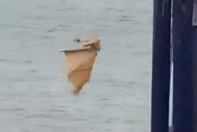 場面尷尬 直播放生海豹卻被鯊魚吃了