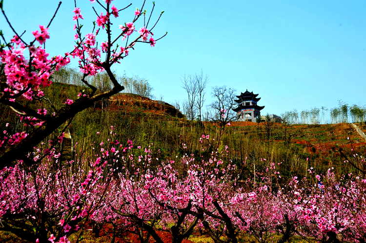 《三生三世》已完結 西安附近哪里能去看桃花？