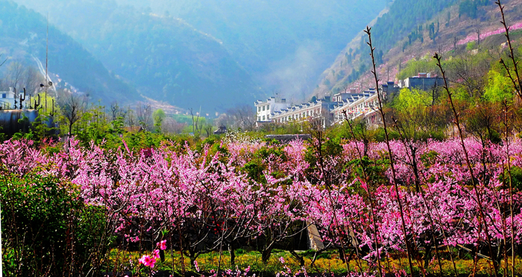 《三生三世》已完結 西安附近哪里能去看桃花？