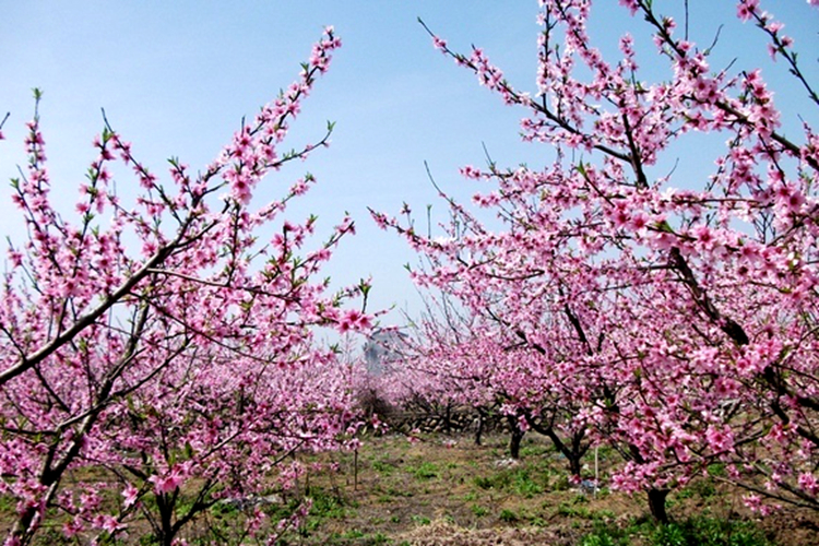 《三生三世》已完結(jié) 西安附近哪里能去看桃花？