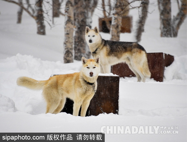 走進西伯利亞狗狗收容所 看雪橇犬們的生活（組圖）