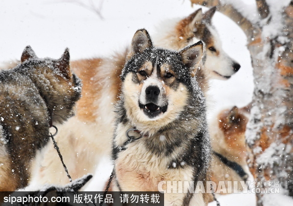 走進西伯利亞狗狗收容所 看雪橇犬們的生活（組圖）