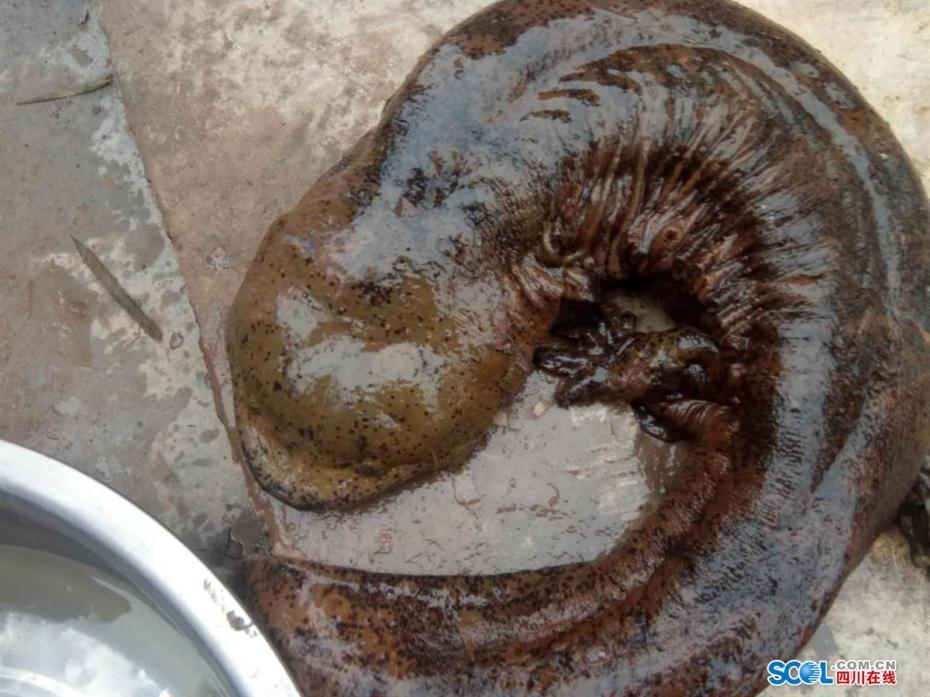 現(xiàn)巨型野生娃娃魚 村民：原以為是個有腳怪物