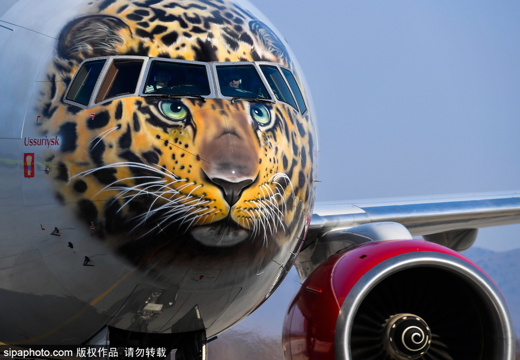 一頭豹子飛過來！俄羅斯飛機繪遠東豹圖案萌態十足