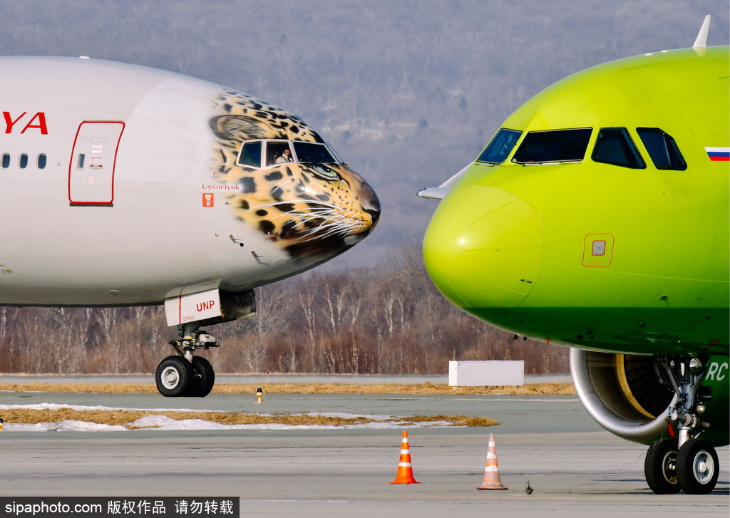 一頭豹子飛過來！俄羅斯飛機繪遠東豹圖案萌態(tài)十足