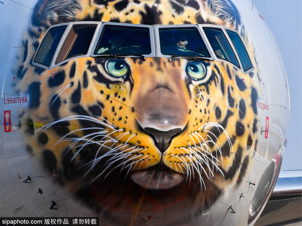 一頭豹子飛過來！俄羅斯飛機繪遠東豹圖案萌態十足