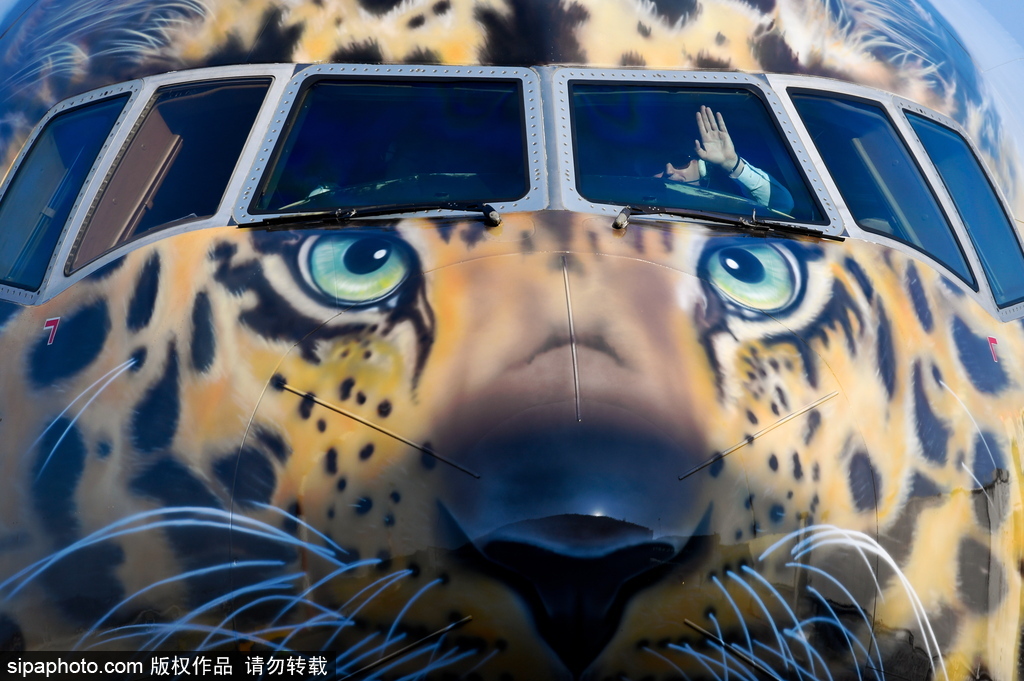 一頭豹子飛過來！俄羅斯飛機繪遠東豹圖案萌態十足