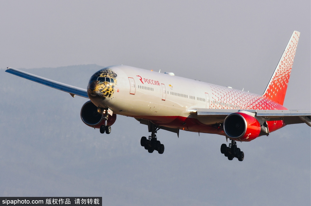 一頭豹子飛過來！俄羅斯飛機繪遠東豹圖案萌態十足