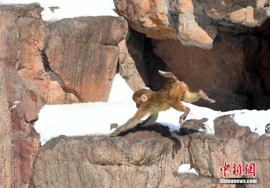 長春多輪降雪后 動物們開啟狂歡模式