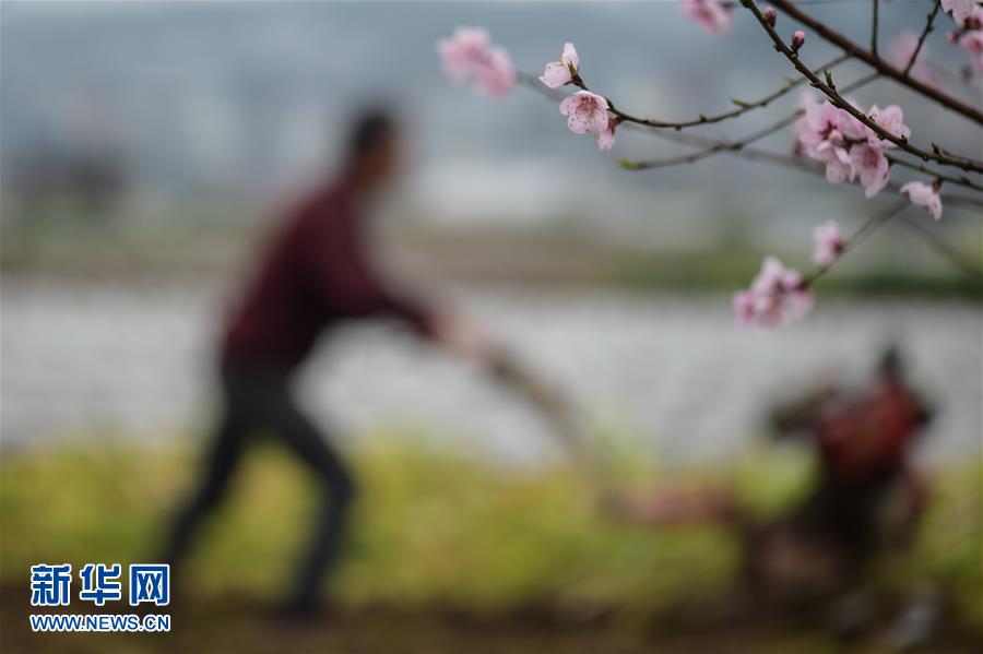 驚蟄鬧春耕(組圖)