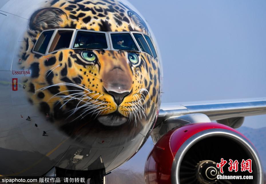 帥到爆表！俄航推遠東豹彩繪飛機 喚起豹類保育