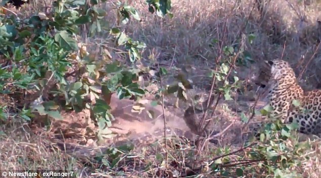 史詩決斗！豹媽媽為保護幼崽與巨蟒激戰（圖）