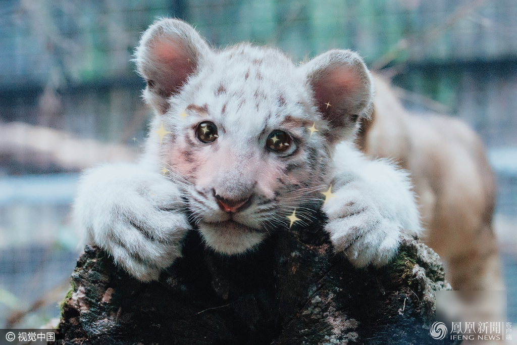 萌哭了！當(dāng)動(dòng)物遇上美顏相機(jī)