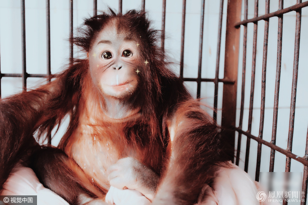 萌哭了！當動物遇上美顏相機