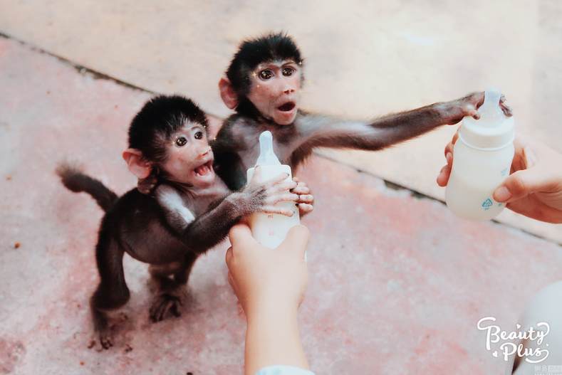 給動物用上美顏相機：賣萌撒嬌簡直不輸“網紅”