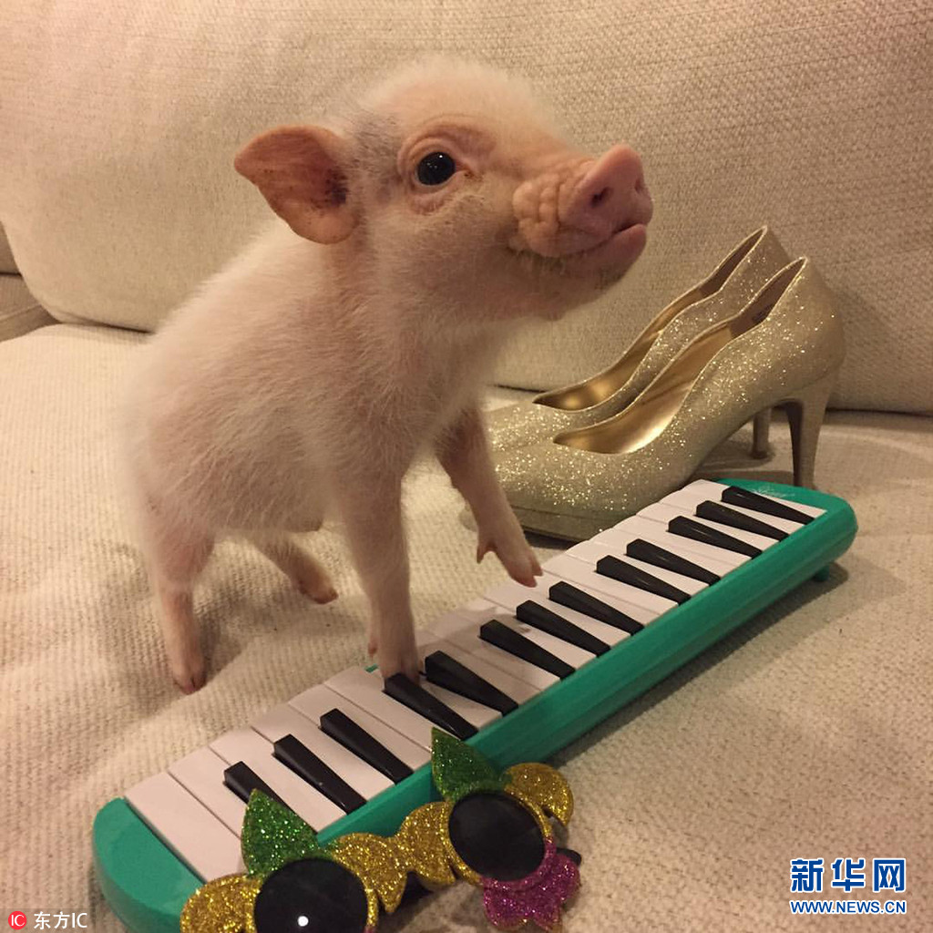 美國迷你豬靠賣萌成“偷心賊” 吸粉無數(shù)走紅網(wǎng)絡(luò)