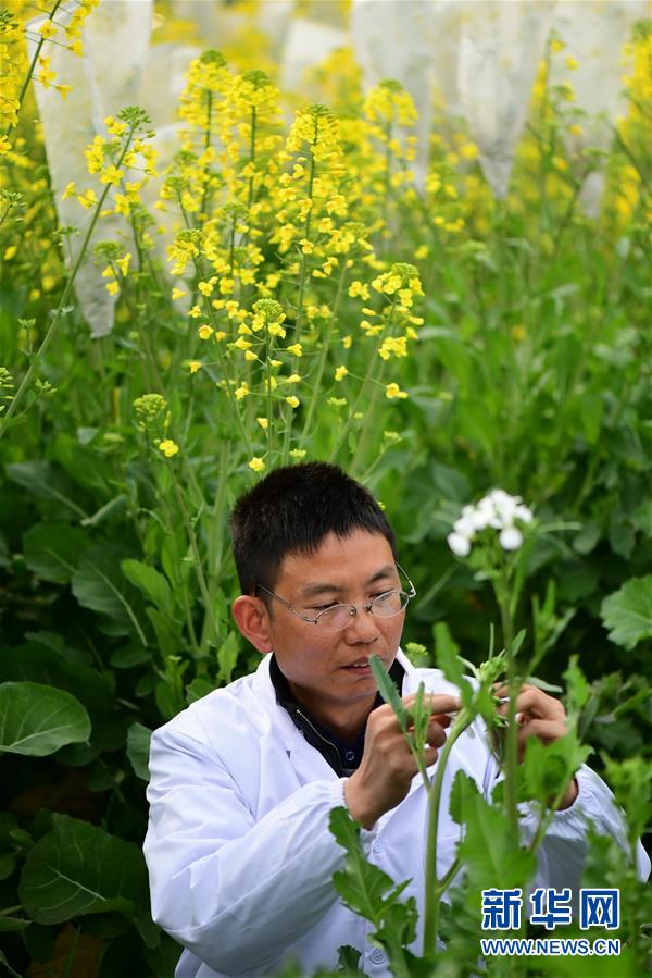 江西彩色油菜花開