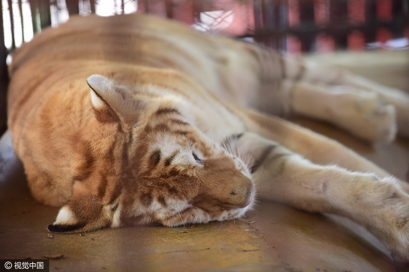 泰國老虎發(fā)春困 籠中打盹似“萌貓”