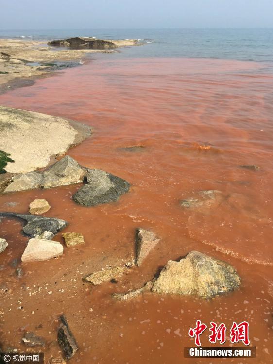 山東日照海邊現“赤潮”現象