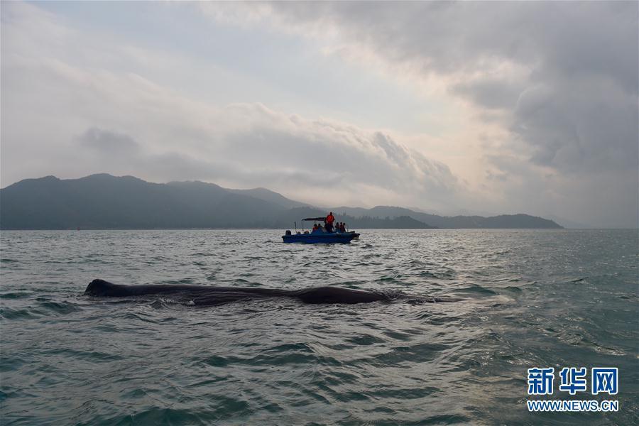 抹香鯨被漁網纏3小時 獲救后不肯離去