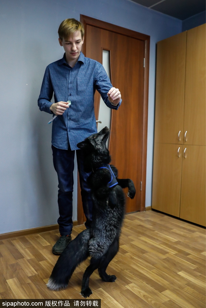 戰斗民族培育新寵物 俄羅斯科學家馴養狐貍乖巧能干