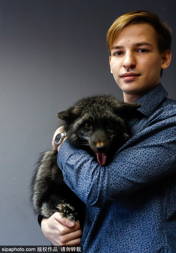 戰(zhàn)斗民族培育新寵物 俄羅斯科學(xué)家馴養(yǎng)狐貍乖巧能干