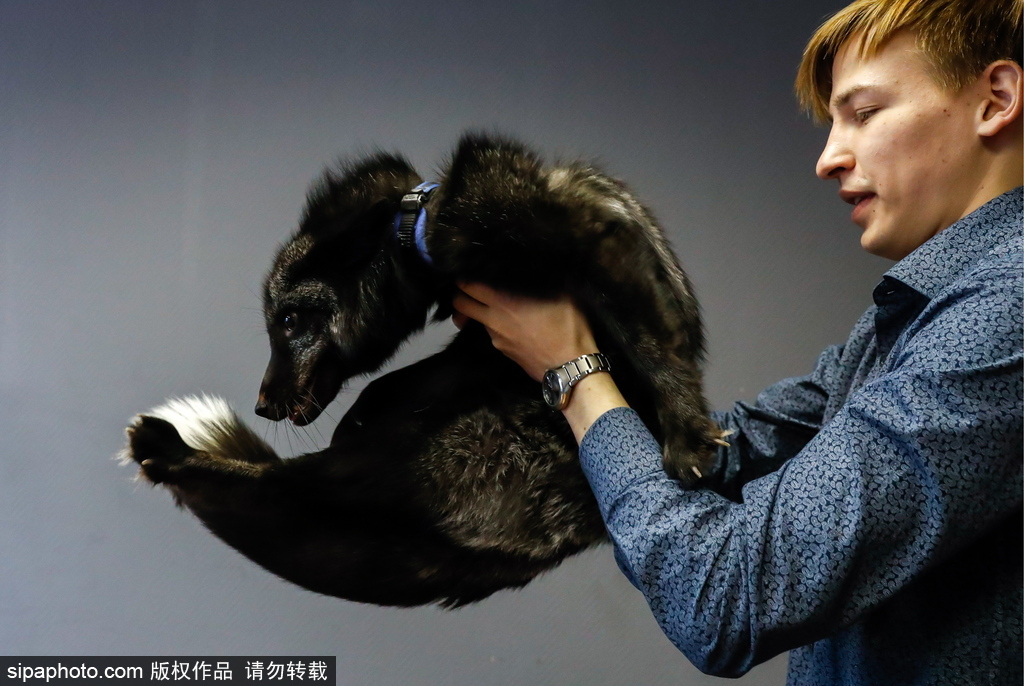 戰斗民族培育新寵物 俄羅斯科學家馴養狐貍乖巧能干