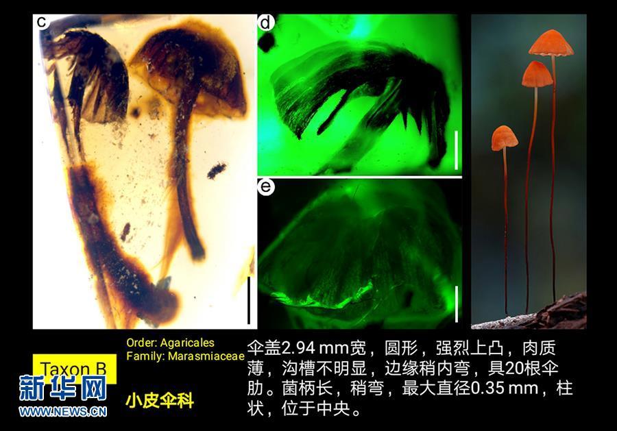 科學家發(fā)現(xiàn)迄今最古老的完整蘑菇化石