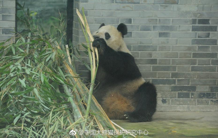食欲不錯！大熊貓“蜀蘭”回四川開啟養老生活