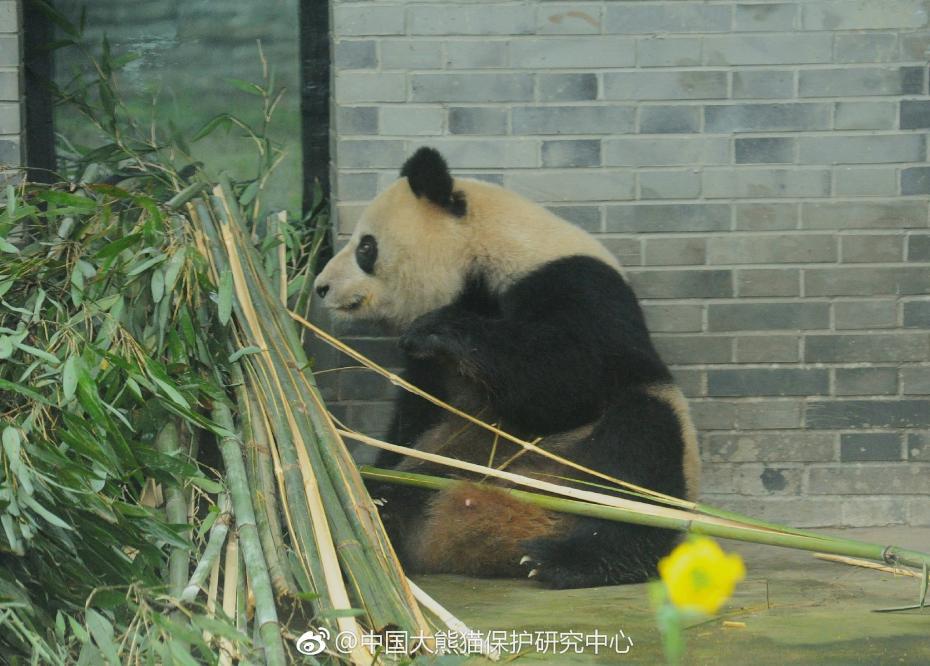 食欲不錯(cuò)！大熊貓“蜀蘭”回四川開啟養(yǎng)老生活