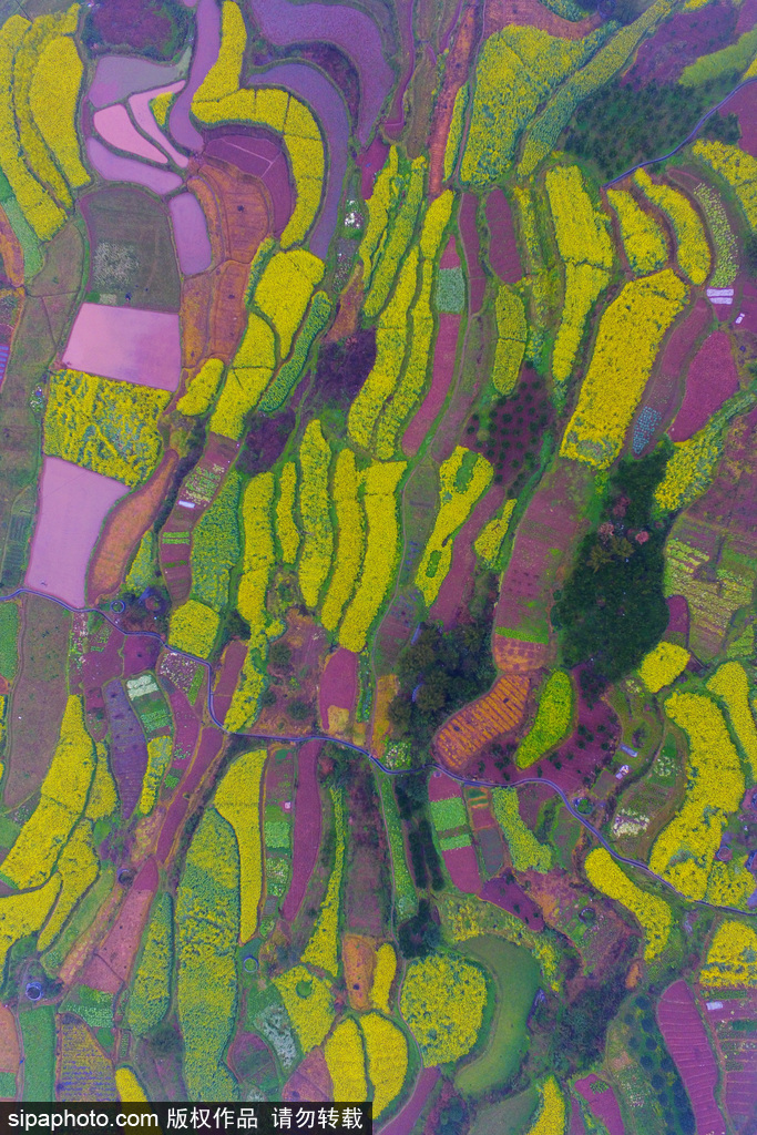 航拍苗寨梯田花海 宛如大地“調色盤”