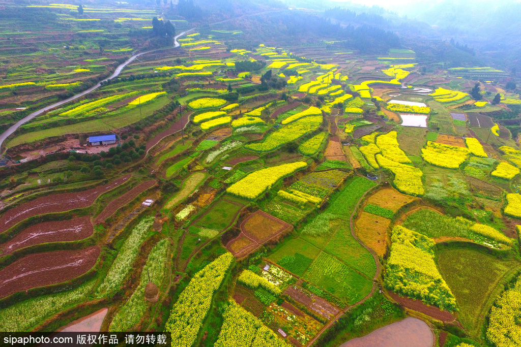 航拍苗寨梯田花海 宛如大地“調色盤”