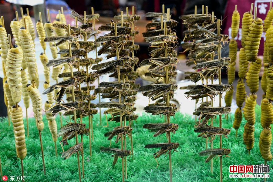 沈陽街頭現重口味“昆蟲宴”(組圖)