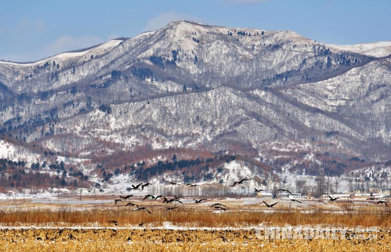 中俄兩國居民攜手賞雁護鳥