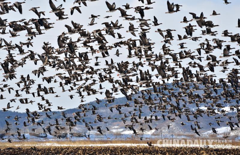中俄兩國居民攜手賞雁護鳥