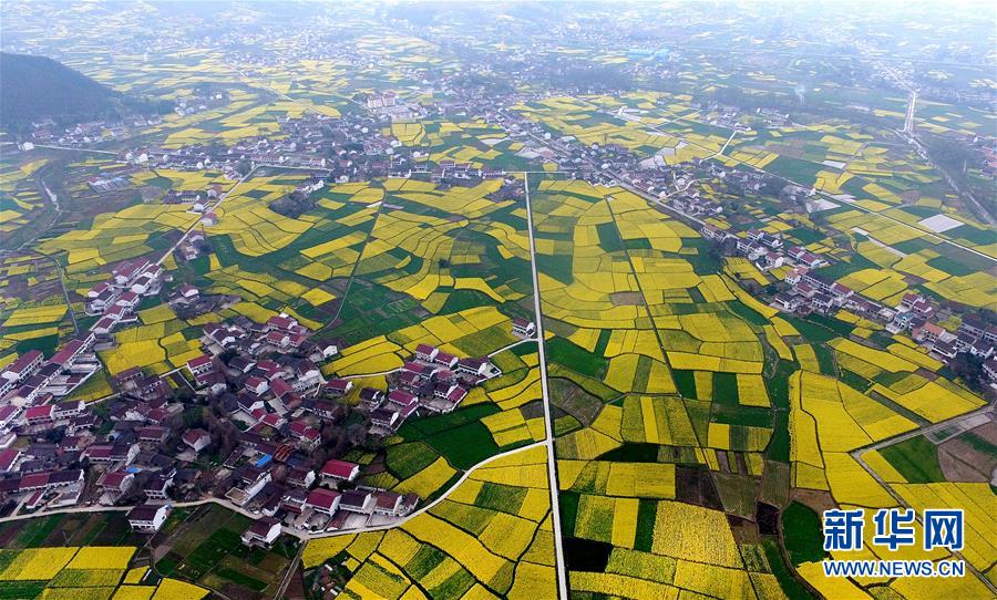陜西漢中：風過田野菜花黃