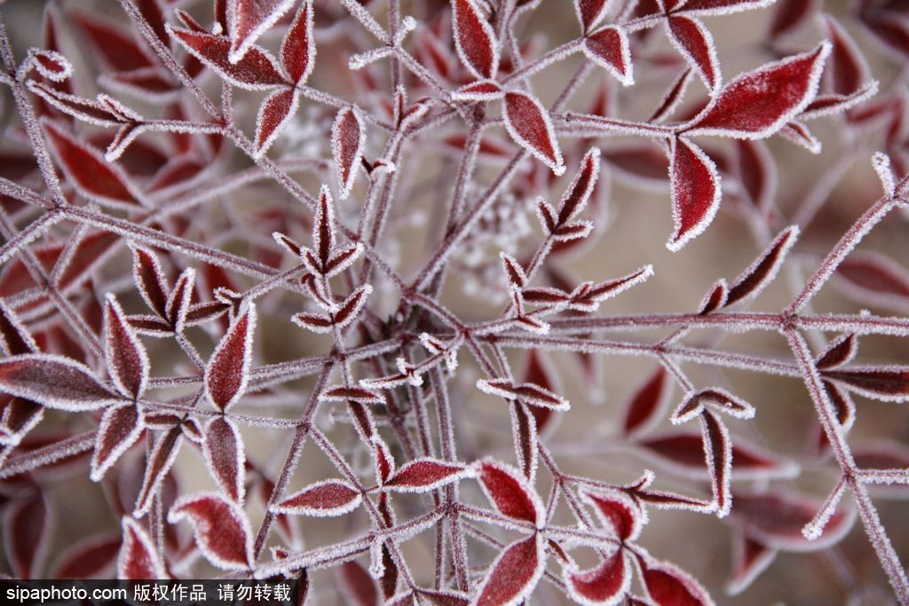 這個冬季太漫長？ 盤點霧凇冰掛美景讓你忘記季節時間