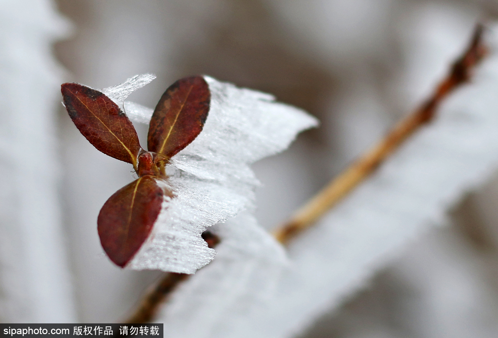 這個冬季太漫長？ 盤點霧凇冰掛美景讓你忘記季節時間