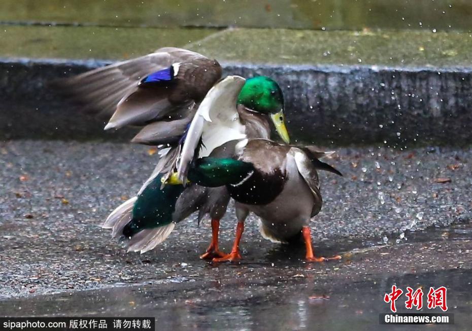 膽大包天！兩只鴨子在英國(guó)首相府前激戰(zhàn)