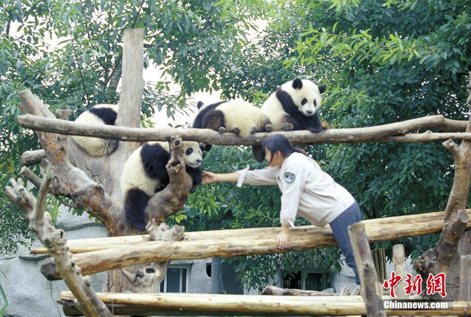大熊貓繁育研究基地：國寶樂園