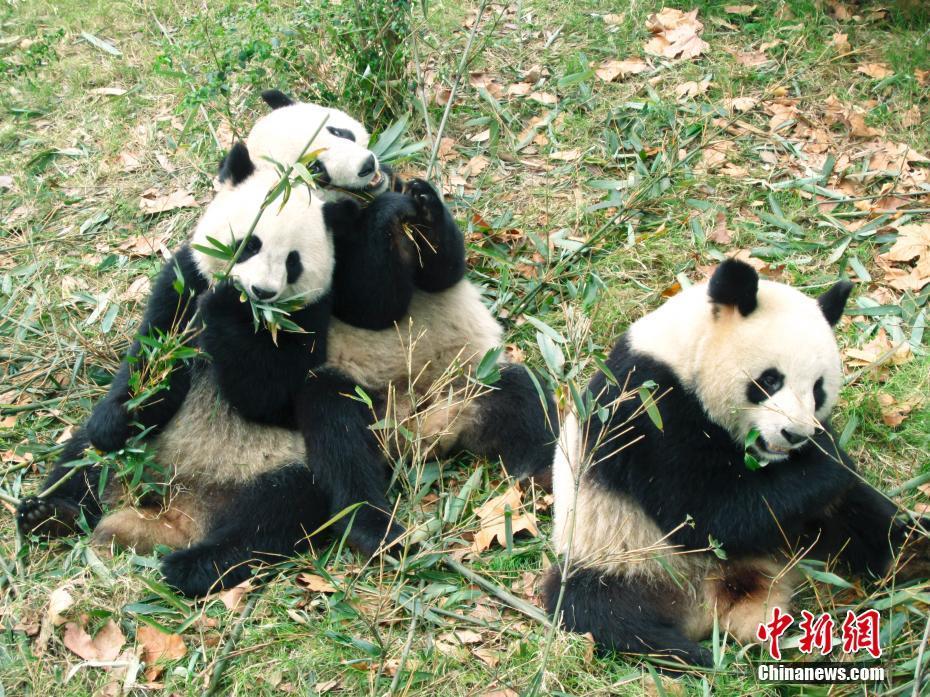 大熊貓繁育研究基地：國(guó)寶樂(lè)園