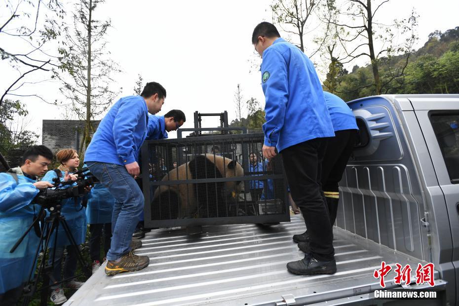 旅美大熊貓“寶寶”入住新家
