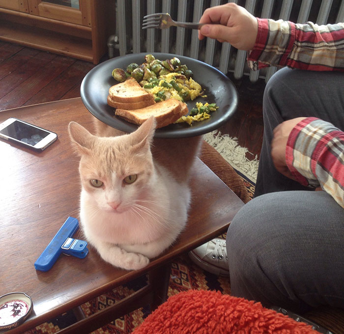 喜歡捉弄愛寵嗎？看看這些奇葩是怎么玩的