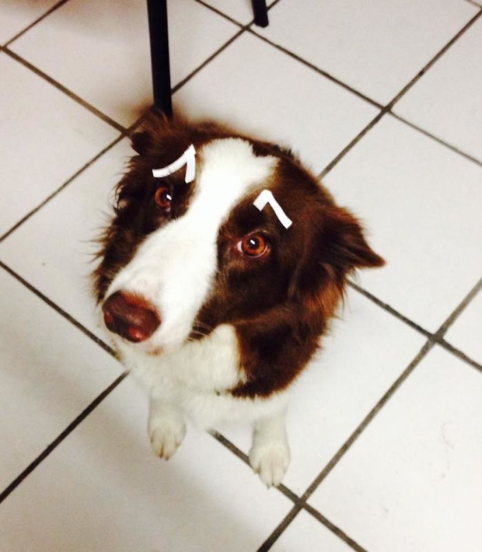 喜歡捉弄愛(ài)寵嗎？看看這些奇葩是怎么玩的